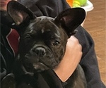 Small breeder photo