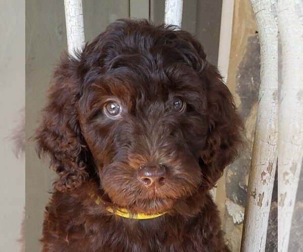 Medium Photo #1  Breeder Profile in ARCADE, GA, USA