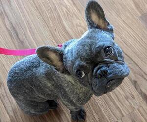 French Bulldog Dog Breeder near CONROE, TX, USA