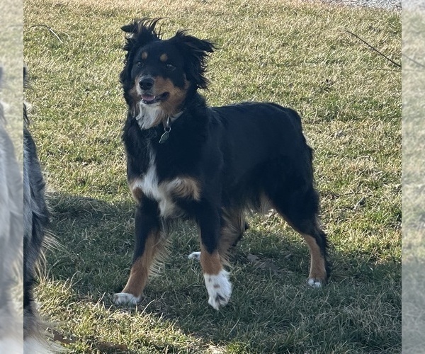 Medium Photo #3  Breeder Profile in WELLINGTON, MO, USA