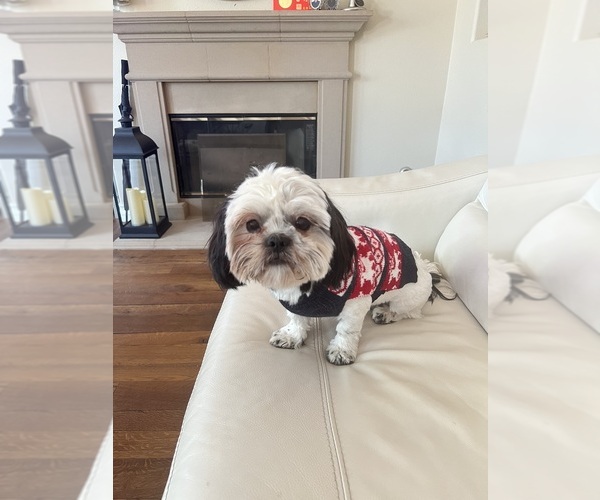 Medium Photo #4  Breeder Profile in CORONA, CA, USA