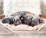 Small #15 Breeder Profile image