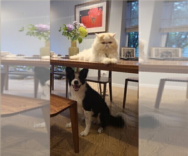 Medium Photo #42  Breeder Profile in CONWAY, MO, USA