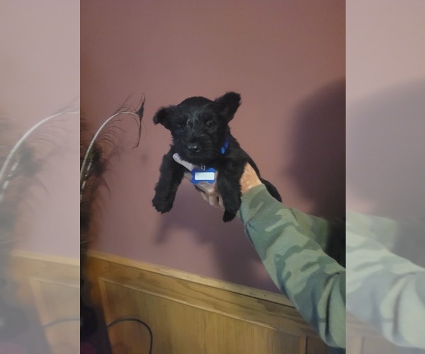 Medium Photo #5  Breeder Profile in BASEHOR, KS, USA