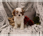 Small #27 Breeder Profile image