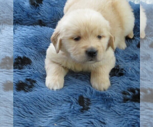 Medium Photo #40  Breeder Profile in FREDONIA, KS, USA