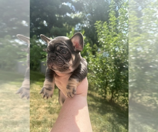 Medium Photo #22  Breeder Profile in JEFFERSONVILLE, IN, USA