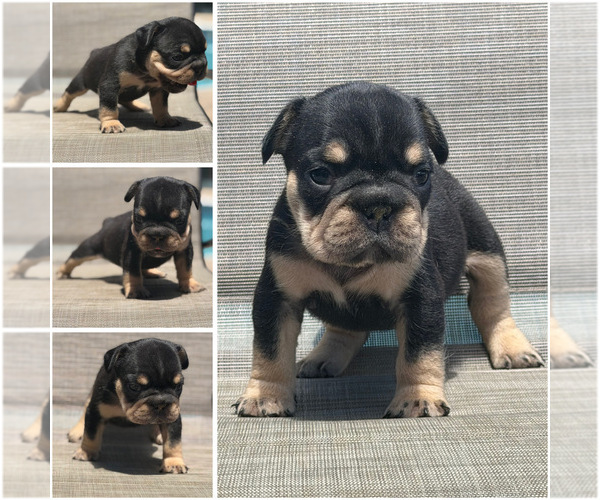 Medium Photo #4  Breeder Profile in BRIDGEWATER, MA, USA