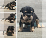 Small #3 Breeder Profile image