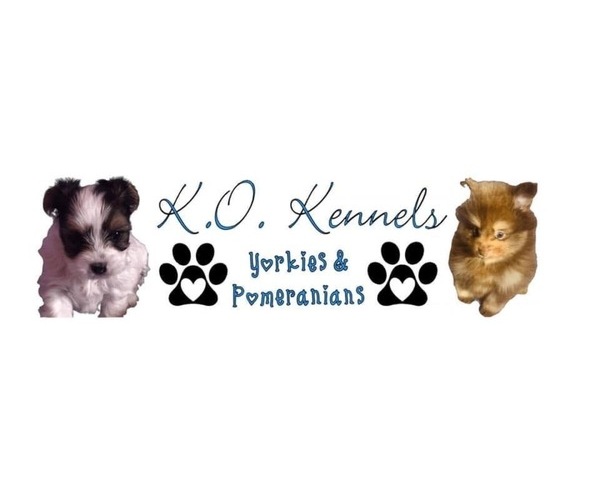 Medium Photo #1  Breeder Profile in VIRGINIA BCH, VA, USA