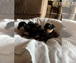 Small #6 Breeder Profile image