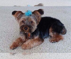 Yorkshire Terrier Dog Breeder near CASSVILLE, MO, USA