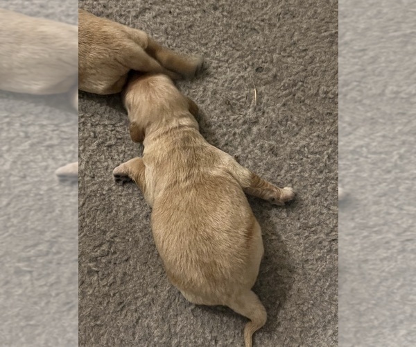 Medium Photo #3  Breeder Profile in AUSTIN, TX, USA