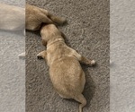Small #2 Breeder Profile image