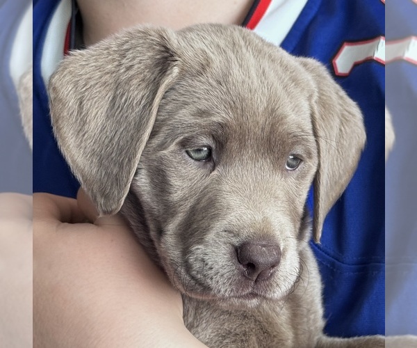 Medium Photo #1  Breeder Profile in DELEVAN, NY, USA