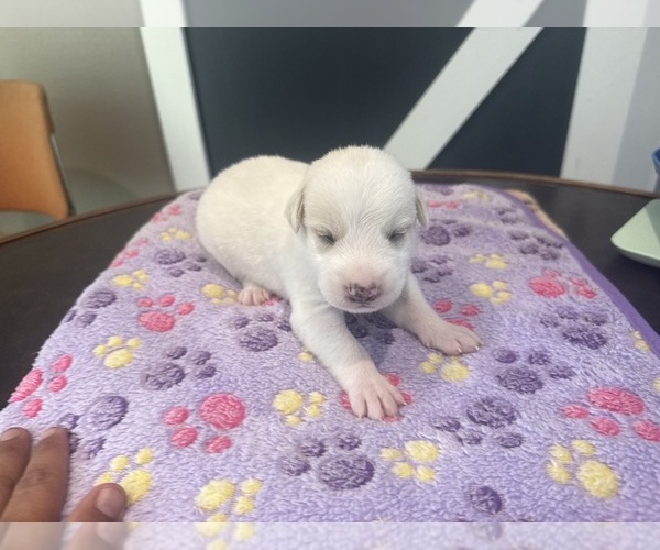 Medium Photo #15  Breeder Profile in LULING, TX, USA