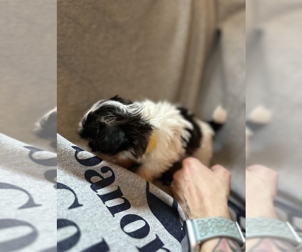 Medium Photo #9  Breeder Profile in HARRISBURG, PA, USA