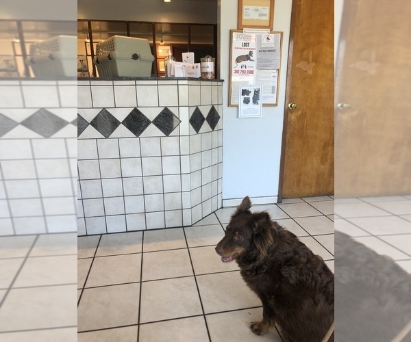 Medium Photo #109  Breeder Profile in SUNNYVALE, CA, USA