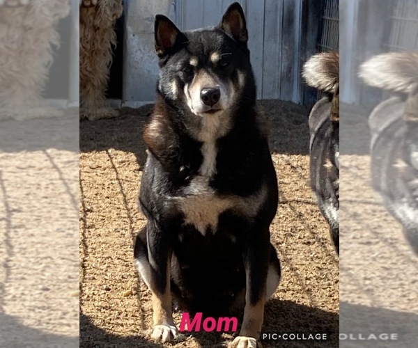 Medium Photo #3  Breeder Profile in ATKINSON, NE, USA