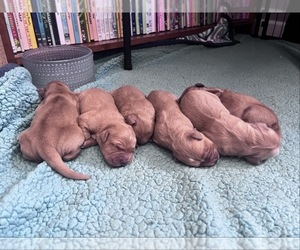 Australian Shepherd Dog Breeder near HARRISON, OH, USA