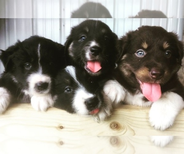 Medium Photo #1  Breeder Profile in BLUE RIDGE, VA, USA