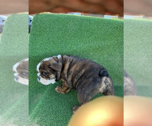 Medium Photo #1  Breeder Profile in LAKE LA, CA, USA