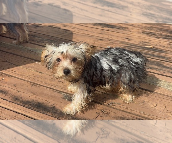 Medium Photo #1  Breeder Profile in SOCIAL CIRCLE, GA, USA