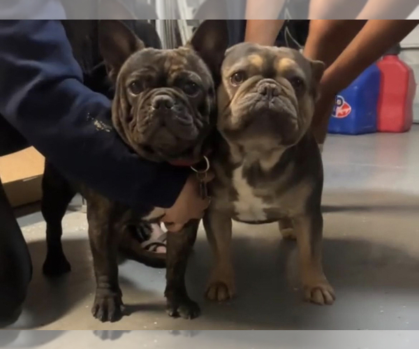 Medium Photo #1  Breeder Profile in BRAWLEY, CA, USA