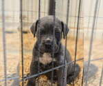 Small #7 Breeder Profile image