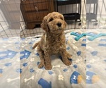 Small #17 Breeder Profile image