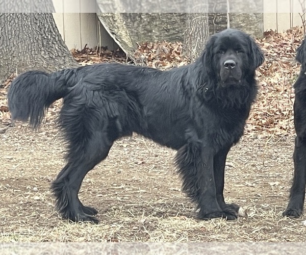 Medium Photo #5  Breeder Profile in MARTINSBURG, WV, USA