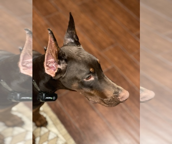 Medium Photo #2  Breeder Profile in ROSEBURG, OR, USA