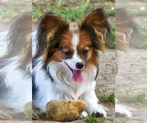 Medium Photo #2  Breeder Profile in FULTON, MO, USA