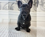 Small #1 Breeder Profile image