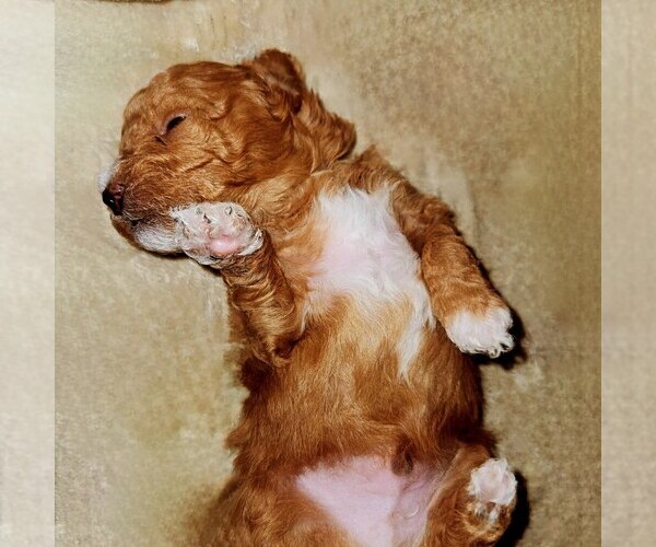Medium Photo #1  Breeder Profile in SAN DIEGO, CA, USA