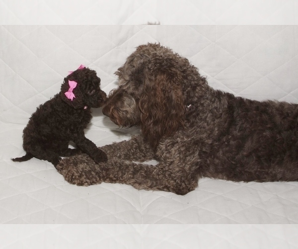 Medium Photo #1  Breeder Profile in GALION, OH, USA