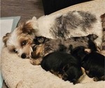 Small #1 Breeder Profile image