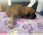 Small #21 Breeder Profile image
