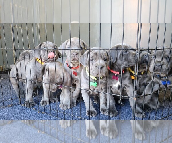 Medium Photo #7  Breeder Profile in WEATHERFORD, TX, USA