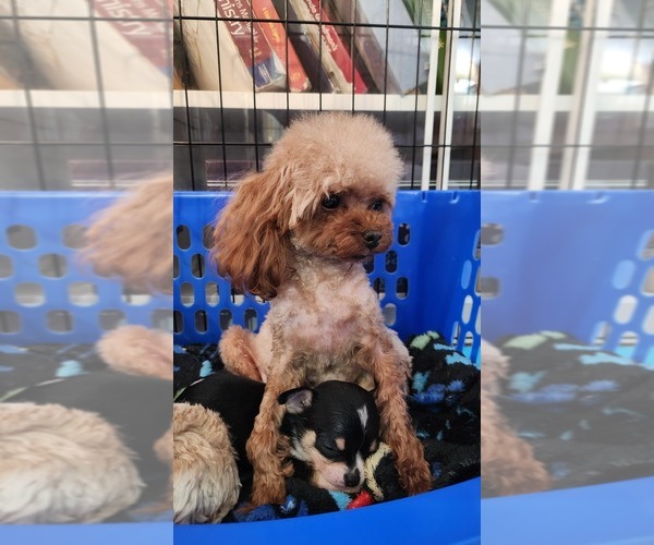 Medium Photo #18  Breeder Profile in ATLANTA, GA, USA