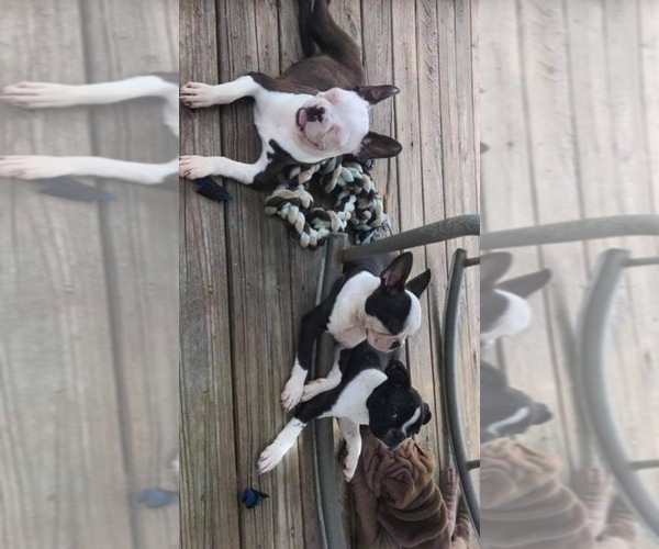Medium Photo #10  Breeder Profile in BUCHANAN, VA, USA