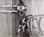 Small #9 Breeder Profile image