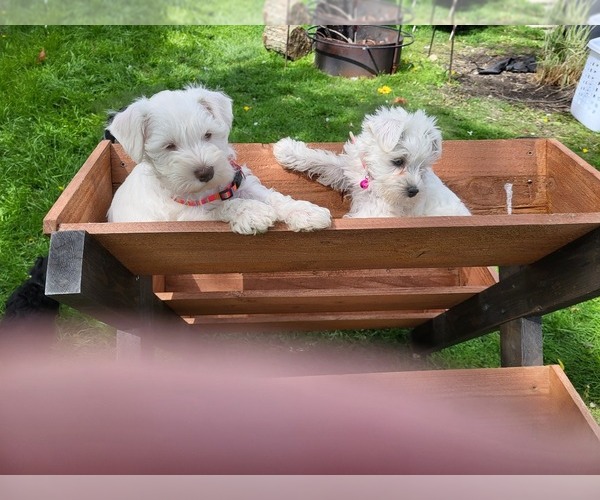 Medium Photo #1  Breeder Profile in FOUNTAIN CITY, IN, USA