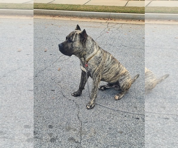 Medium Photo #1  Breeder Profile in MCDONOUGH, GA, USA