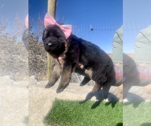 Medium Photo #39  Breeder Profile in PINON HILLS, CA, USA