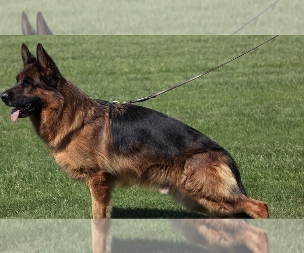 Medium Photo #1  Breeder Profile in DURHAM, CT, USA