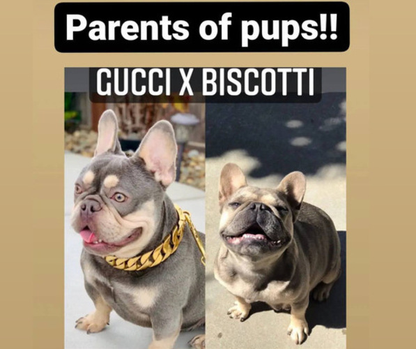 Medium Photo #1  Breeder Profile in SACRAMENTO, CA, USA