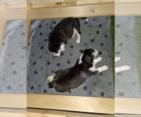 Medium Photo #26  Breeder Profile in ALTON, IL, USA