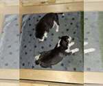 Small #25 Breeder Profile image