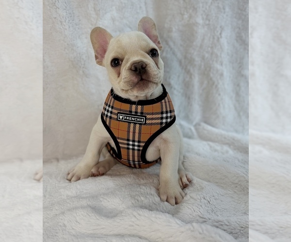 Medium Photo #11  Breeder Profile in KALISPELL, MT, USA